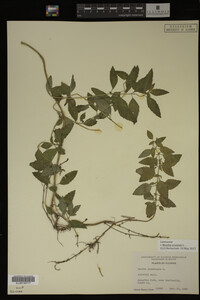 Image Associated With the Occurrence