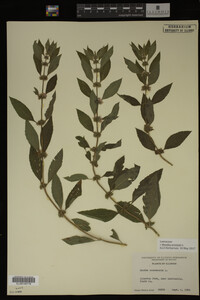 Image Associated With the Occurrence