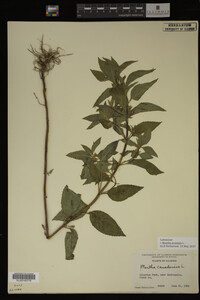 Image Associated With the Occurrence