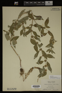 Image Associated With the Occurrence