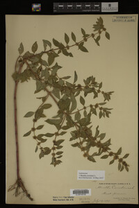 Image Associated With the Occurrence