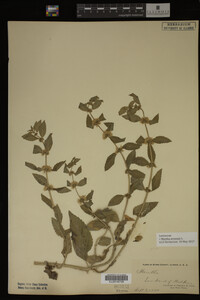 Image Associated With the Occurrence
