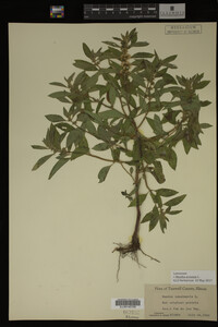 Image Associated With the Occurrence