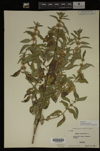 Image Associated With the Occurrence
