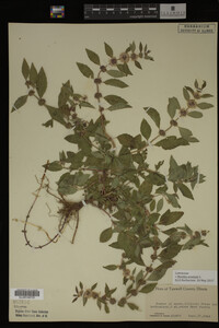 Image Associated With the Occurrence