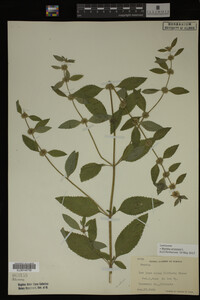 Image Associated With the Occurrence