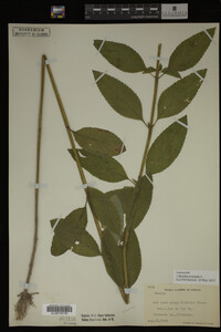 Image Associated With the Occurrence