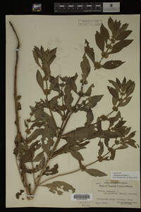 Image Associated With the Occurrence