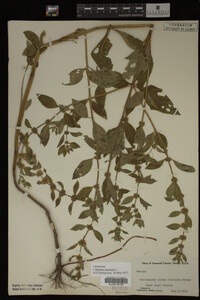 Image Associated With the Occurrence