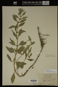 Image Associated With the Occurrence