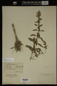 Image Associated With the Occurrence