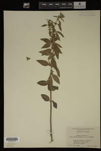 Image Associated With the Occurrence