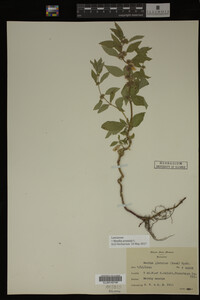Image Associated With the Occurrence