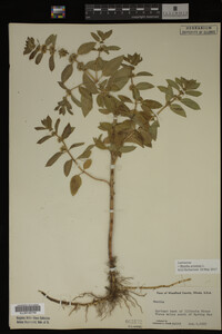 Image Associated With the Occurrence