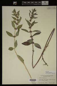 Image Associated With the Occurrence