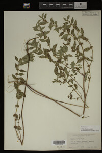 Image Associated With the Occurrence