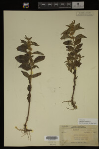 Image Associated With the Occurrence