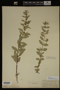 Image Associated With the Occurrence