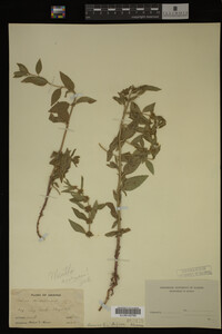 Image Associated With the Occurrence