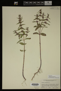 Image Associated With the Occurrence