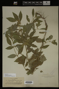 Image Associated With the Occurrence