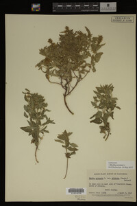 Image Associated With the Occurrence