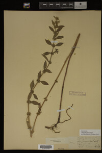 Image Associated With the Occurrence
