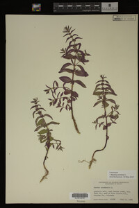 Image Associated With the Occurrence