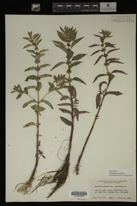 Image Associated With the Occurrence