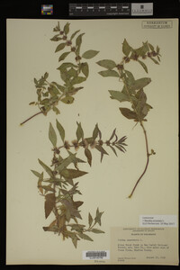 Image Associated With the Occurrence