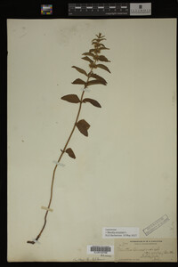 Image Associated With the Occurrence