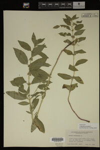 Image Associated With the Occurrence