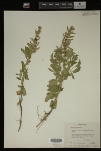 Image Associated With the Occurrence