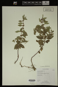 Image Associated With the Occurrence