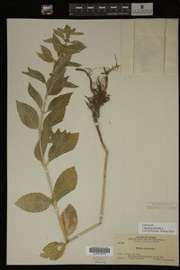 Image Associated With the Occurrence