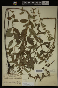 Image Associated With the Occurrence