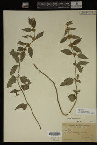 Image Associated With the Occurrence