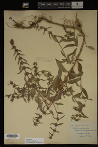 Image Associated With the Occurrence