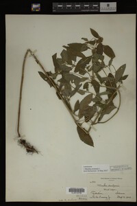 Image Associated With the Occurrence