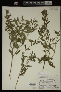 Image Associated With the Occurrence