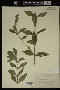Image Associated With the Occurrence