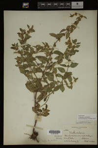 Image Associated With the Occurrence