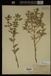 Image Associated With the Occurrence