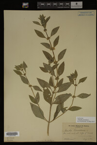 Image Associated With the Occurrence
