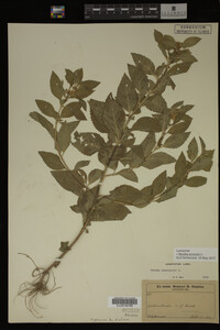 Image Associated With the Occurrence