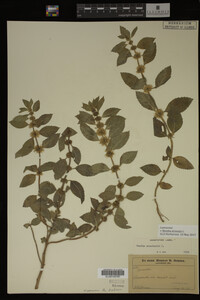 Image Associated With the Occurrence