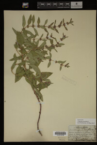 Image Associated With the Occurrence