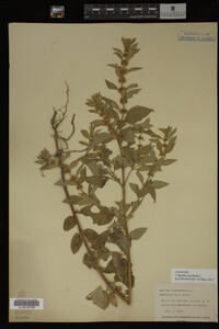 Image Associated With the Occurrence