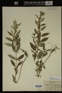 Image Associated With the Occurrence