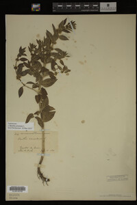 Image Associated With the Occurrence